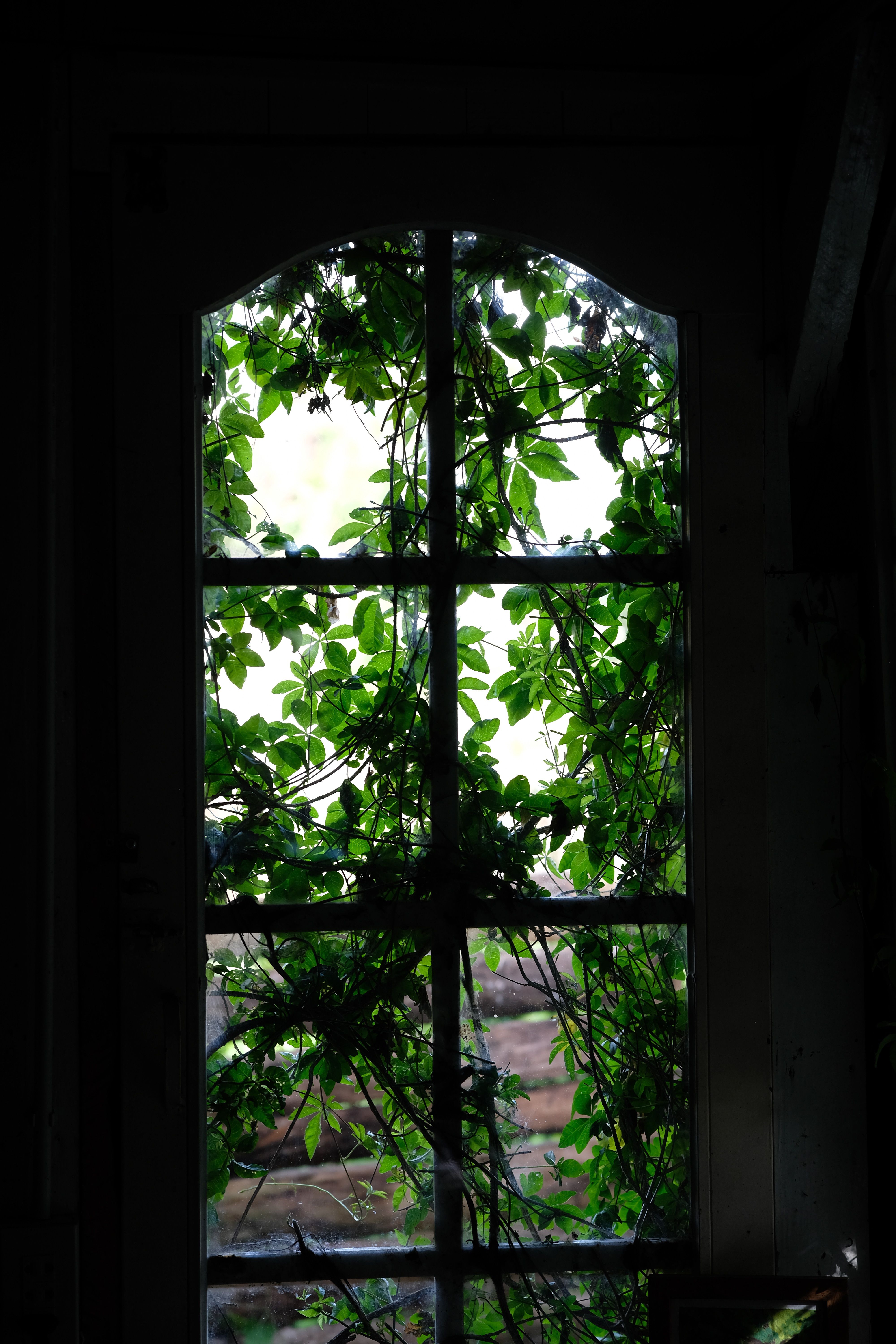 Lush Greenery Framing an Arched Window View · Free Stock Photo