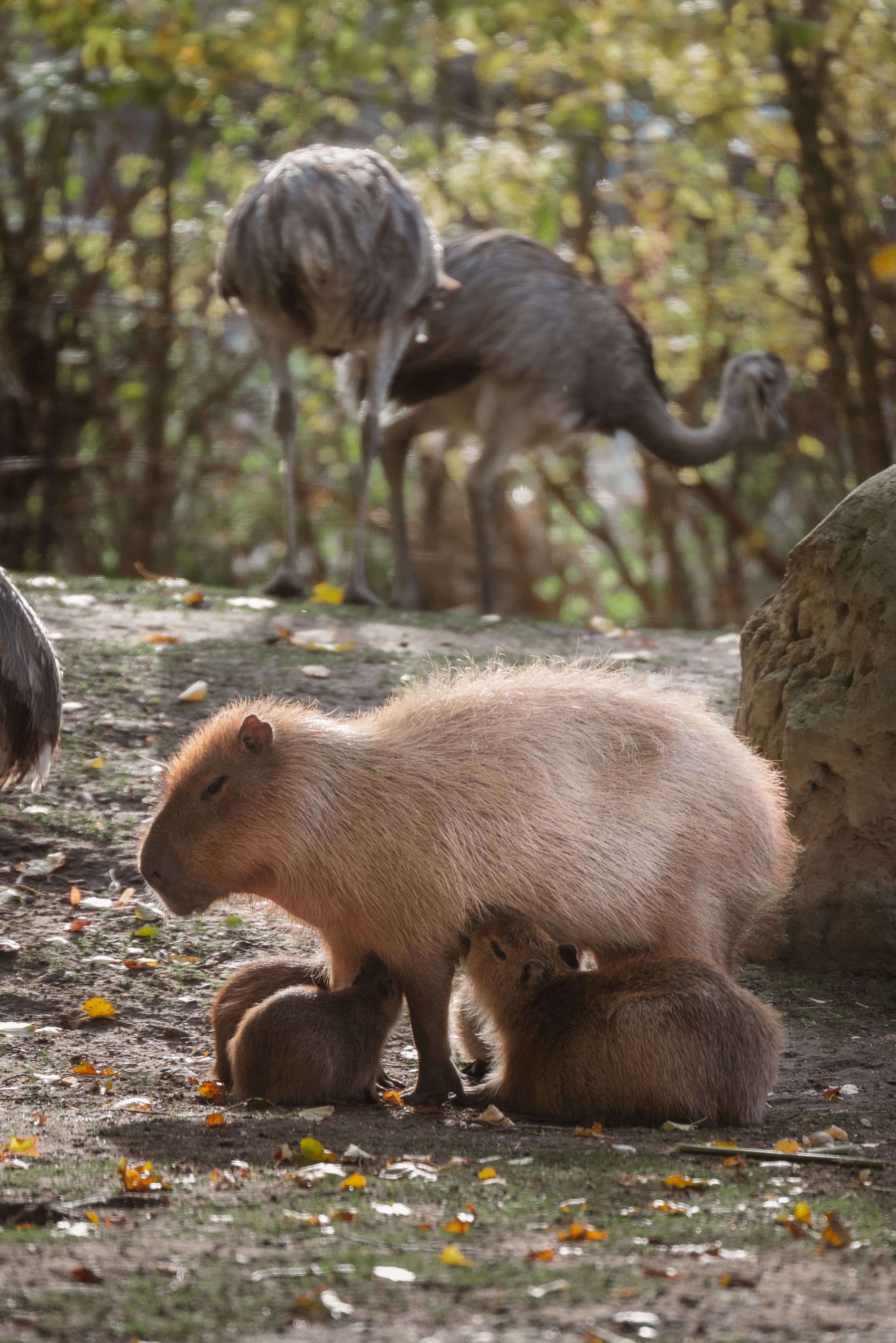 Cute Capybara Desktop Wallpaper Photos, Download The BEST Free Cute ...