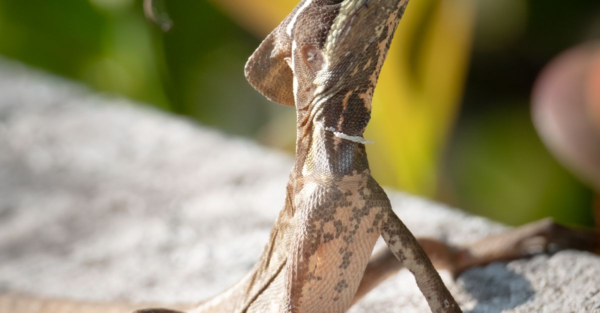 Basless Lizard Basilisk Lizard in Sunny Florida Environment · Free Stock Photo