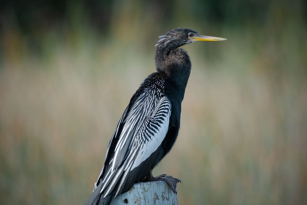 Anhinga Trail
