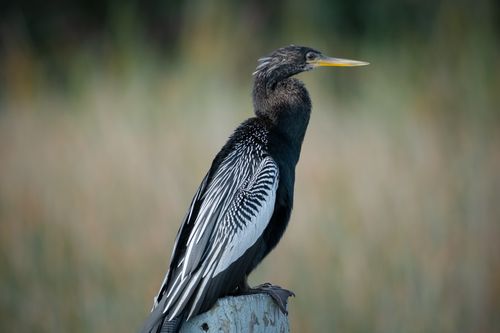 Free Anhinga bird on a post in Florida wetlands. Natural setting with blurred background. Stock Photo