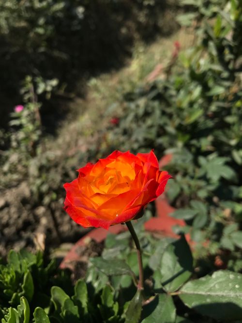 Free Close-up of a vibrant orange and red rose blooming in a garden, Nepal. Stock Photo