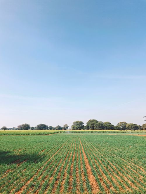 Free A vibrant green agricultural field with clear blue sky, showcasing nature's beauty in rural setting. Stock Photo