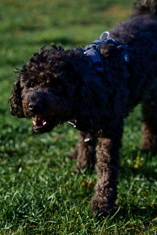 Black Dog on Green Grass · Free Stock Photo