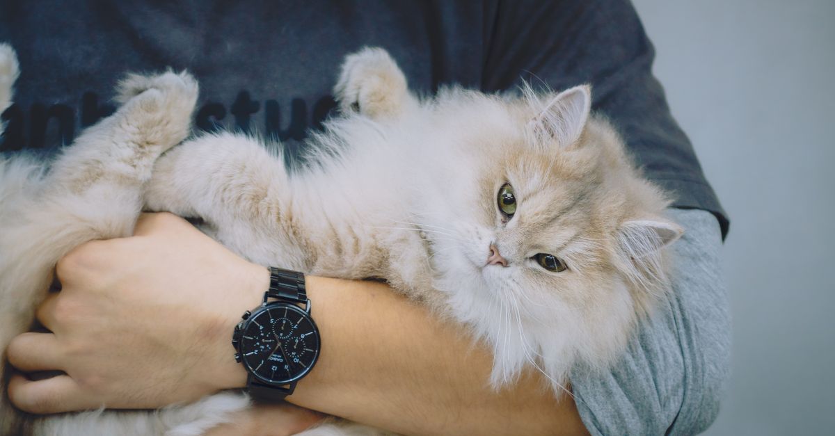 Luxury Pet Hotels: Are They Worth It?