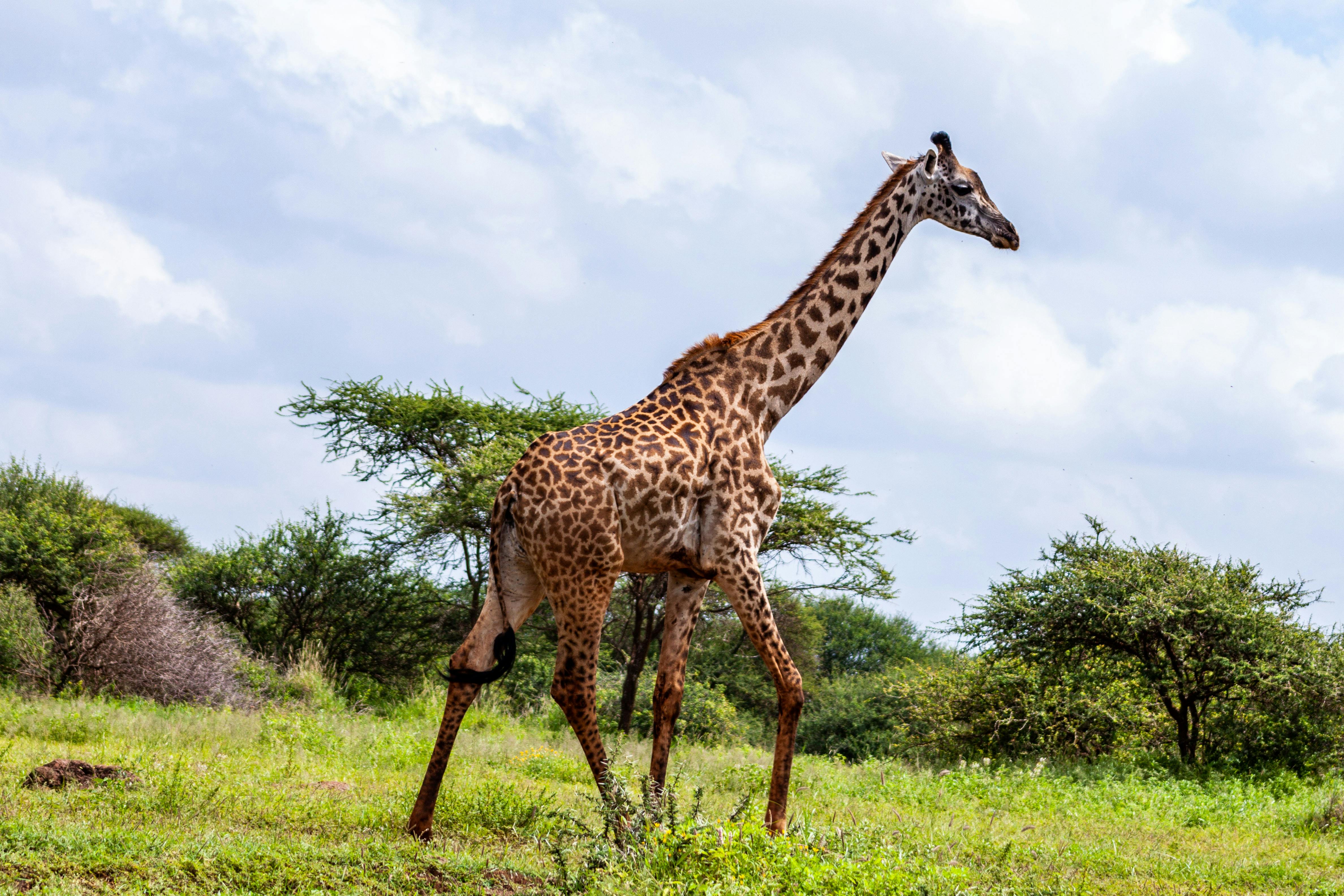 large free standing giraffe