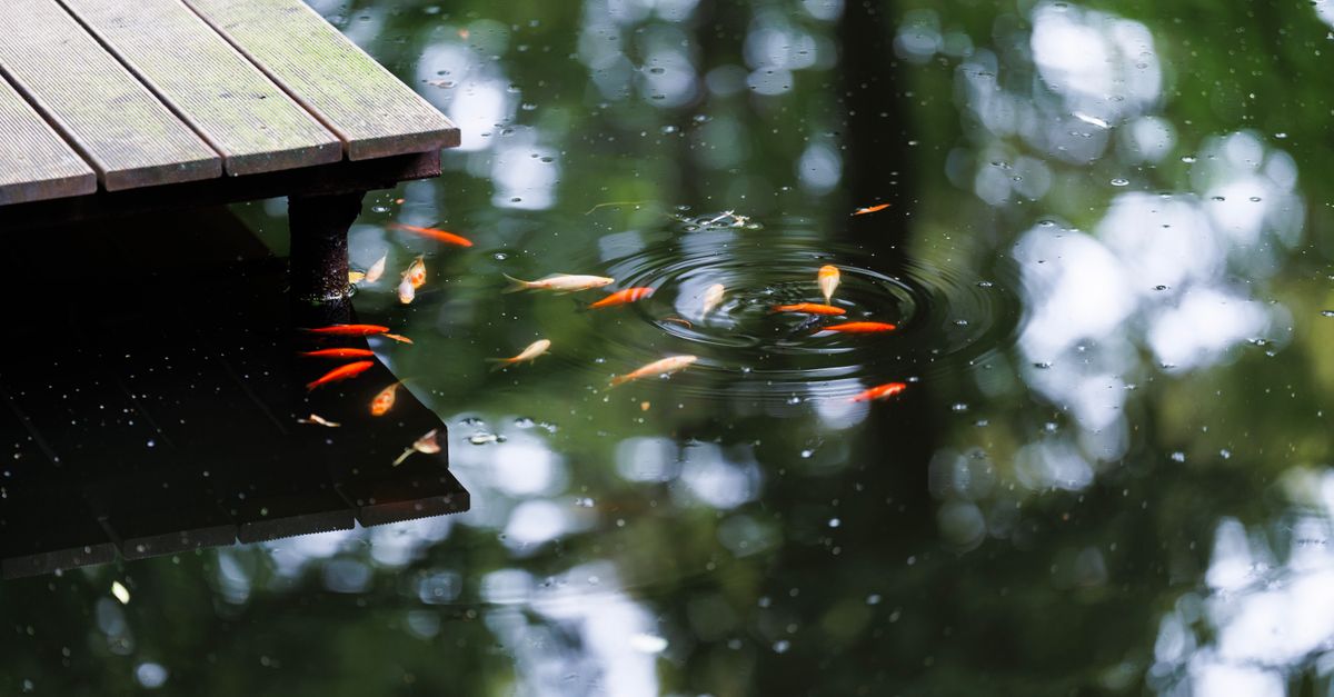 Tranquil pond with colorful goldfish swimming under a wooden dock, surrounded by nature reflections.