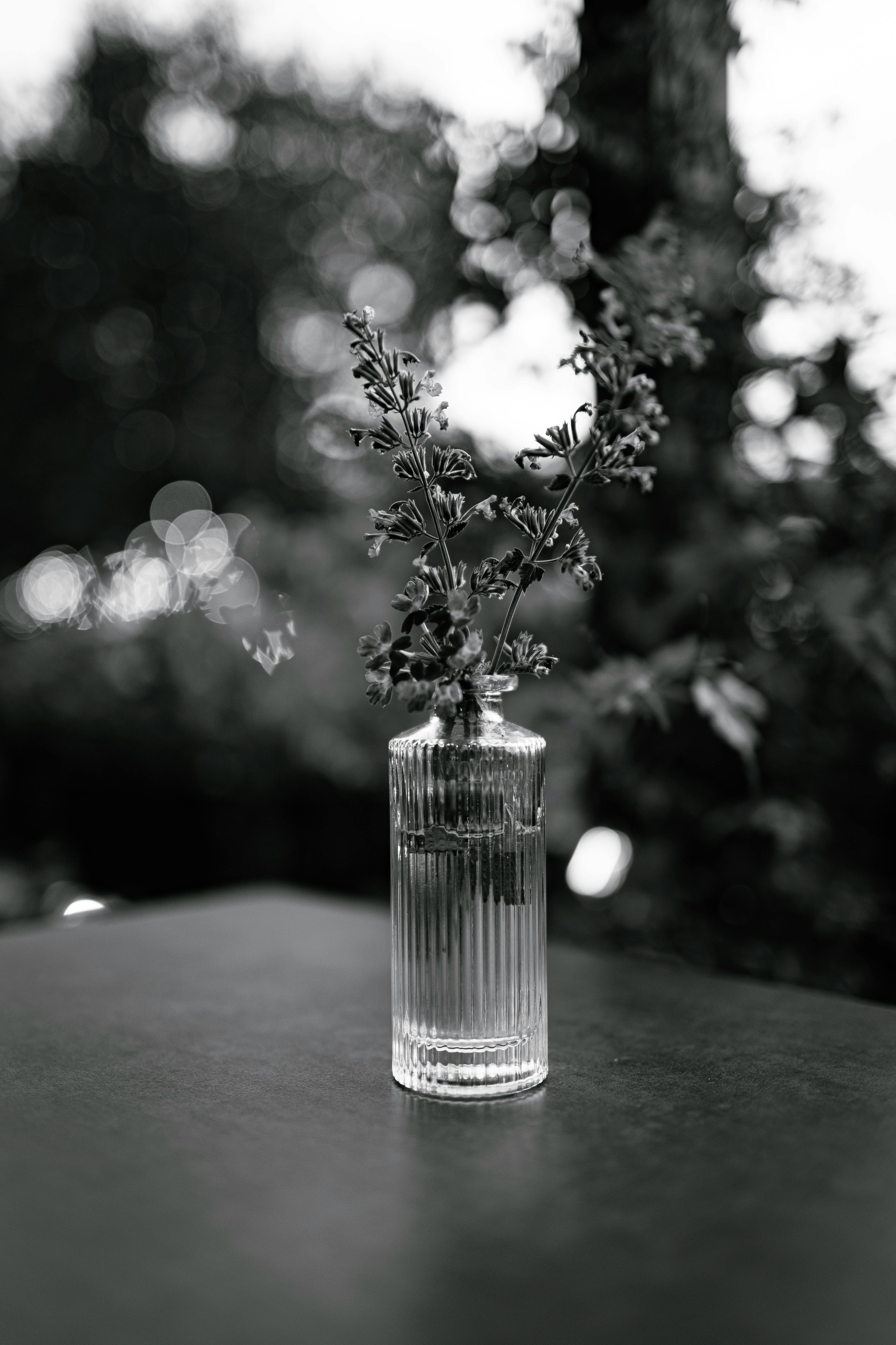 Elegant black and white photo of foliage in a glass vase on an outdoor table.
