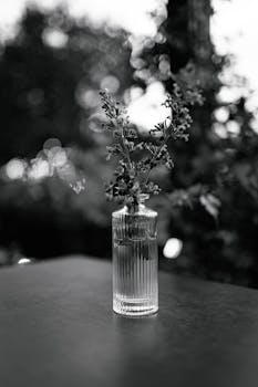 Elegant black and white photo of foliage in a glass vase on an outdoor table.