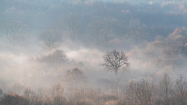 Majestic foggy forest in winter, highlighting tranquil solitude.