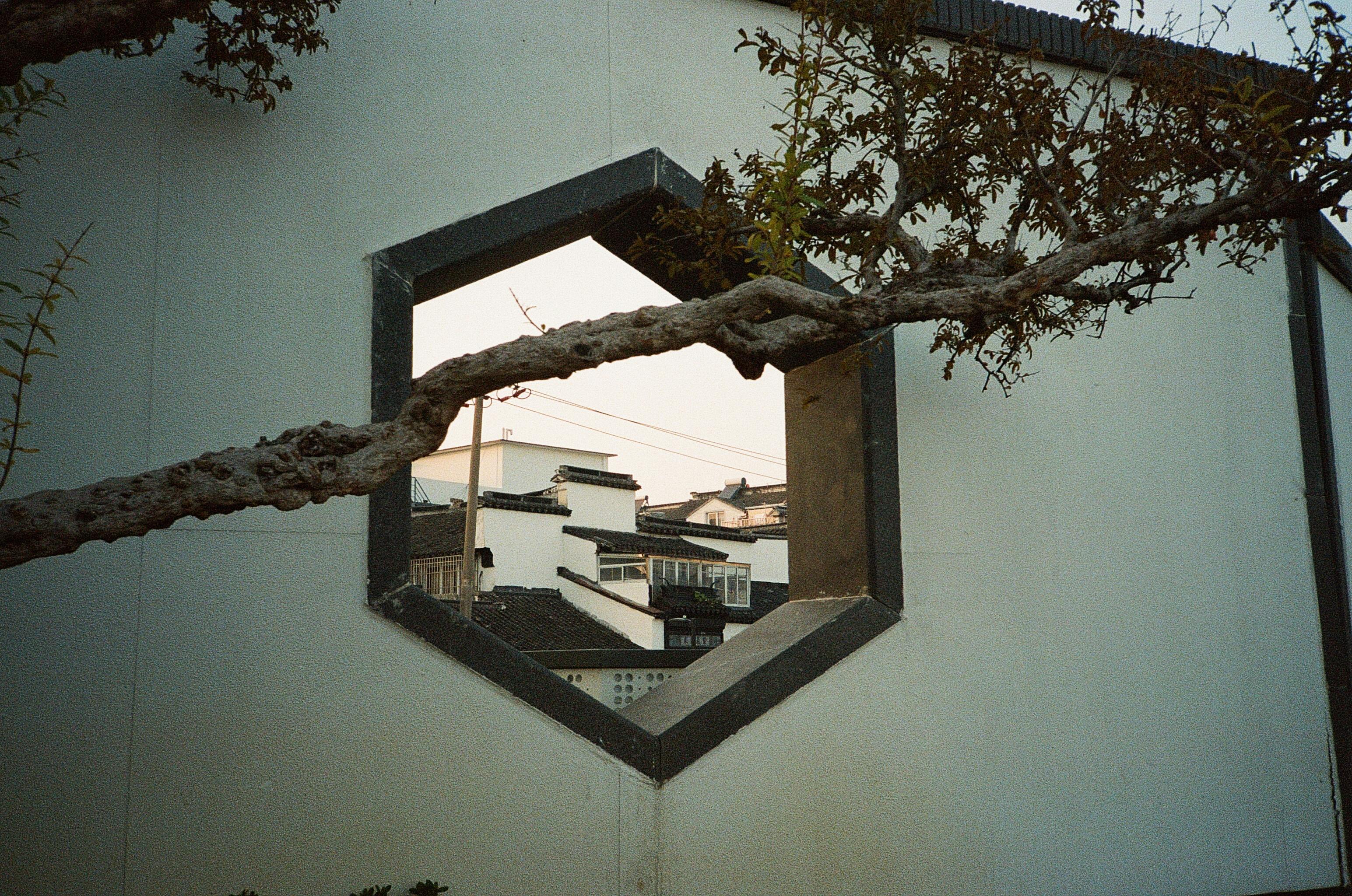 Ücretsiz @dış mekan, 35mm film, ağaç içeren Ücretsiz stok fotoğraf Stok Fotoğraflar