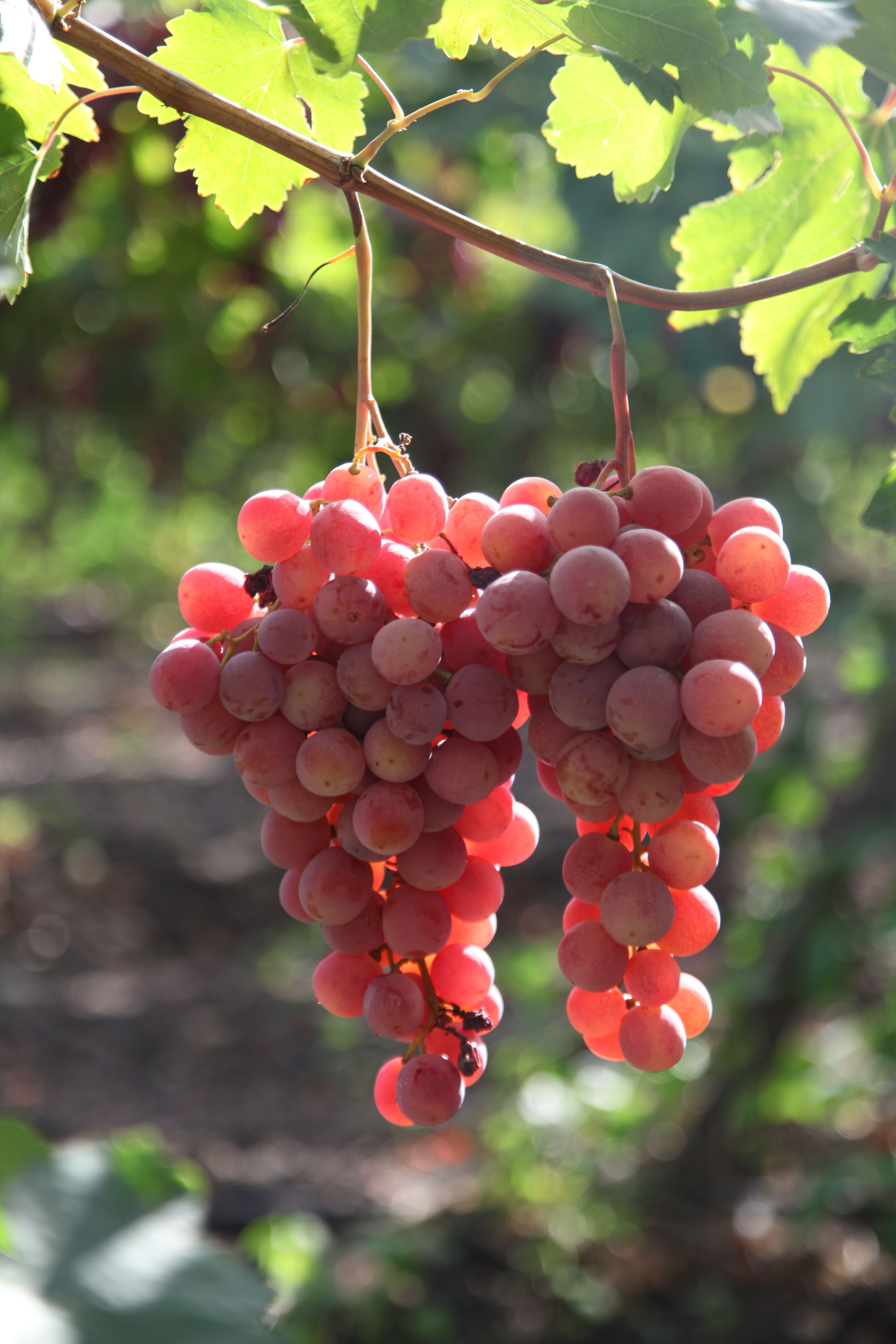 Close-up of Ripe Red Grapes in Vineyard · Free Stock Photo