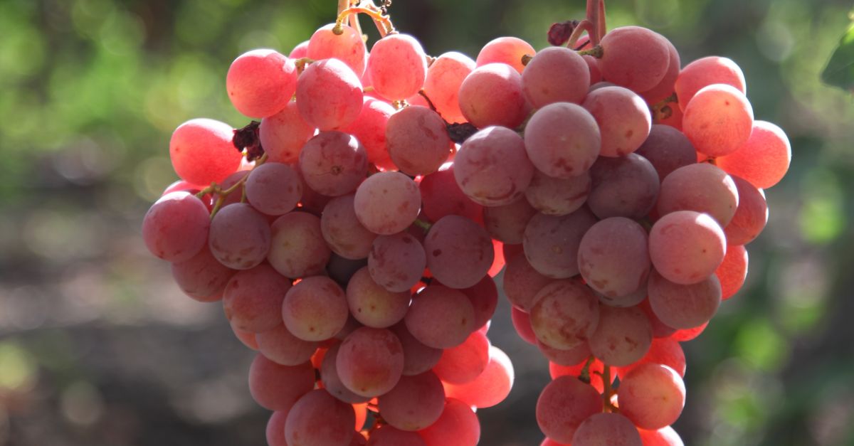 Grape Crop Ripe Close-up of Ripe Red Grapes in Vineyard · Free Stock Photo