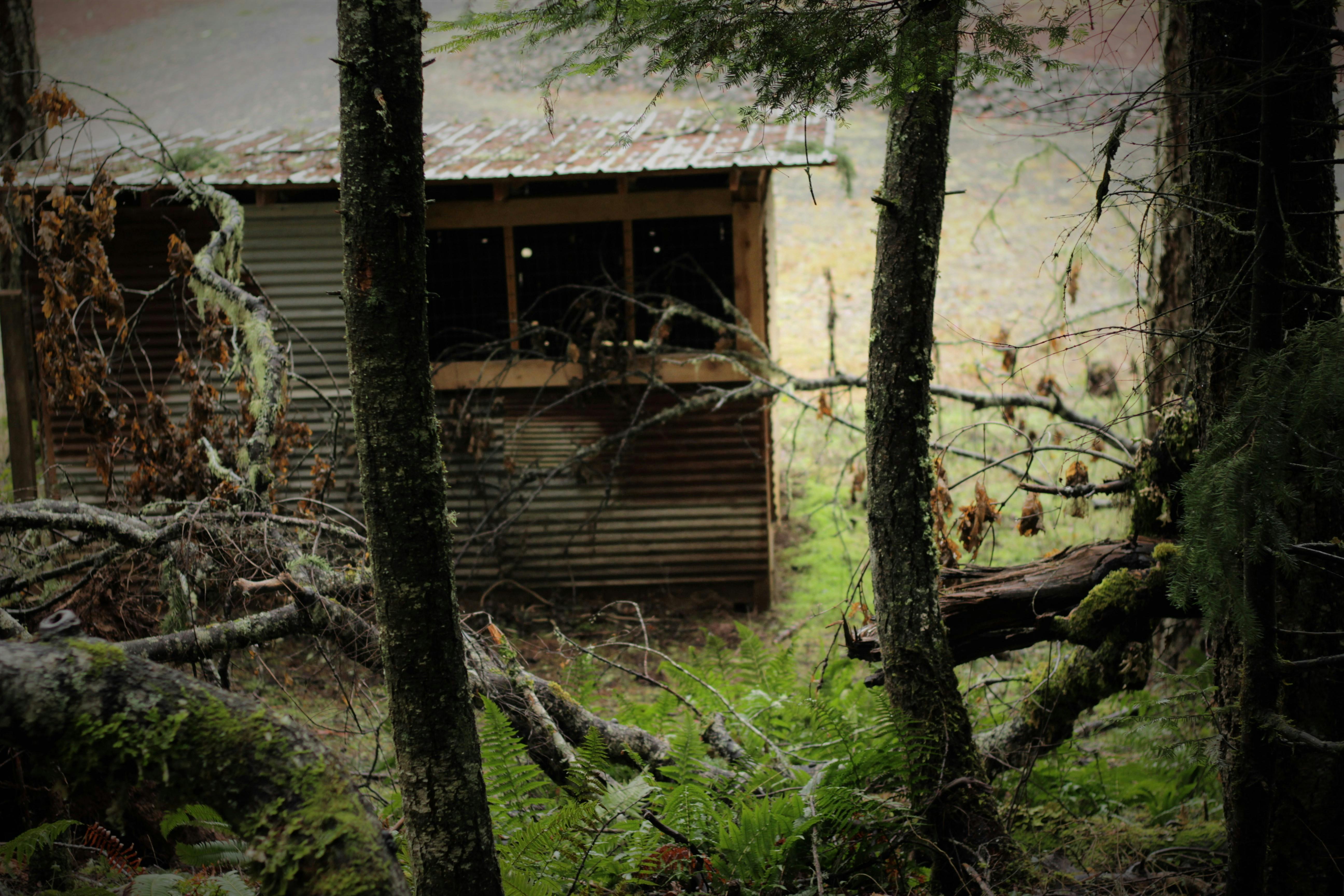 free-stock-photo-of-chicken-coop