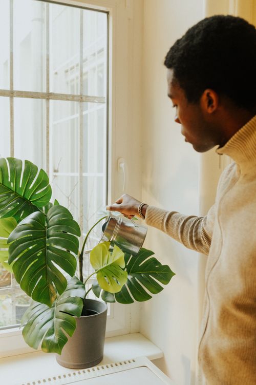 Free A man waters a Monstera plant indoors, emphasizing urban indoor gardening. Stock Photo