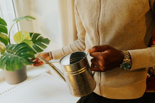 Free A person waters a potted monstera plant indoors, highlighting urban gardening. Stock Photo