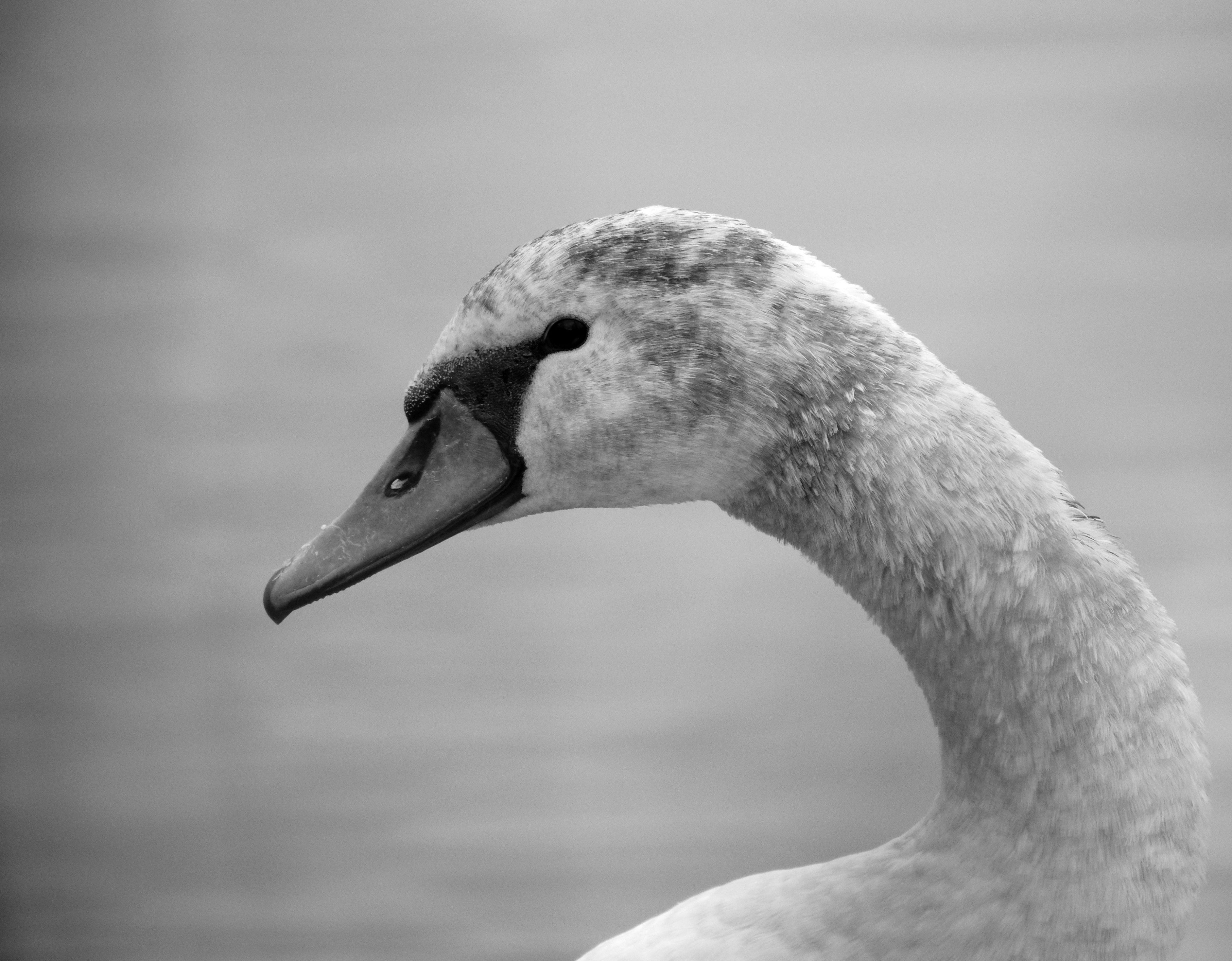 Elegant black and white portrait of a swan with serene background.