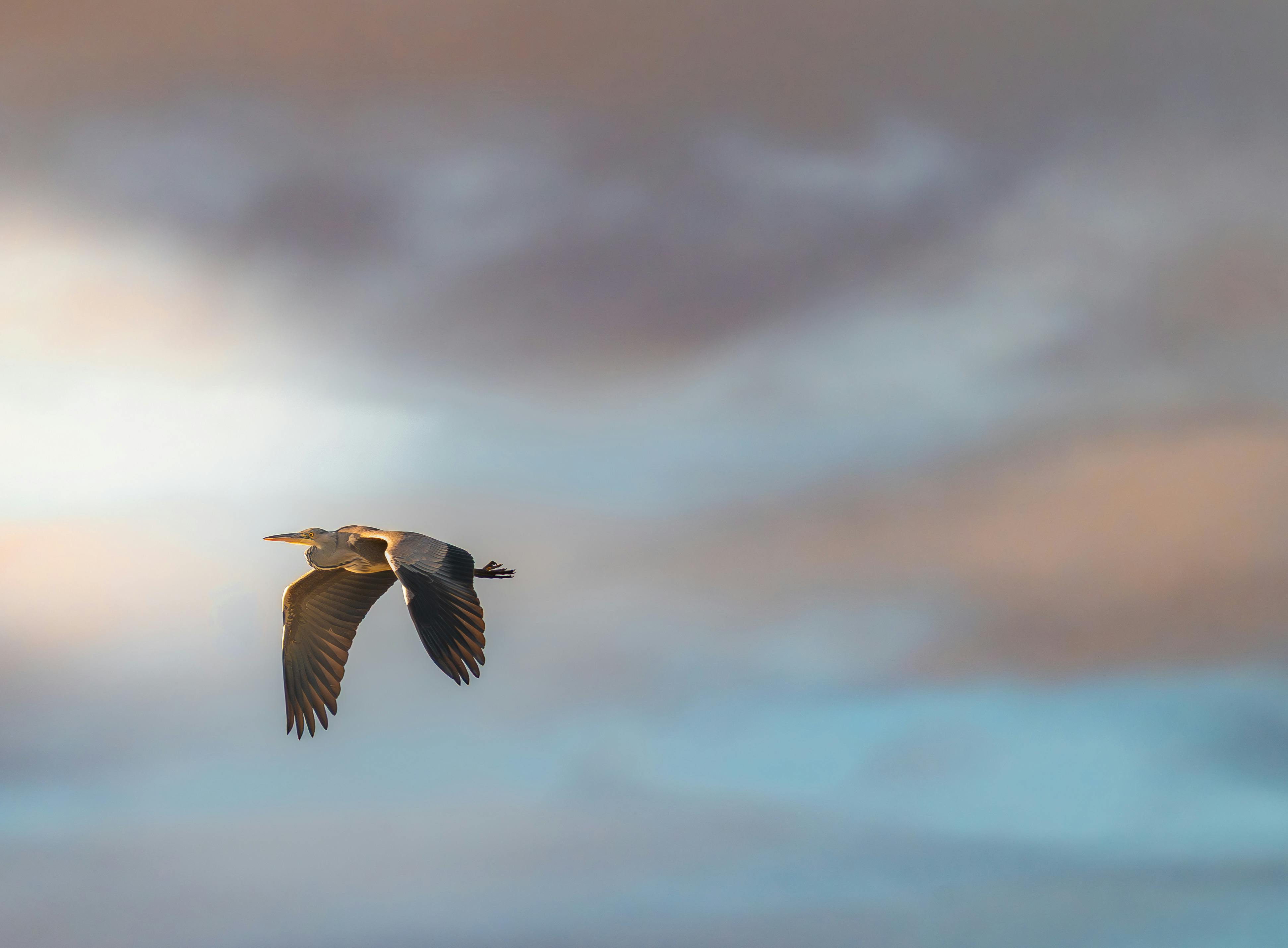 Gratis Envol Majestueux Foto a disposizione