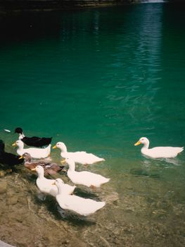 Peaceful scene of ducks swimming in a clear lake surrounded by nature.