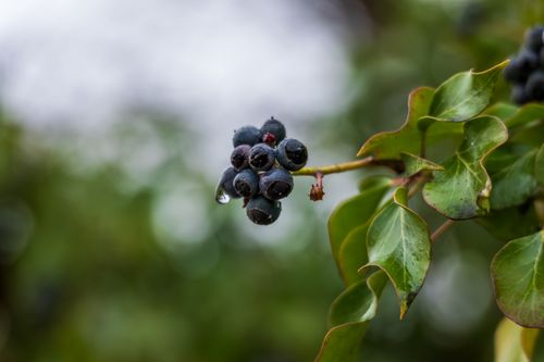 Free Macro shot of black berries with water droplets on vibrant green foliage, showcasing nature's beauty. Stock Photo