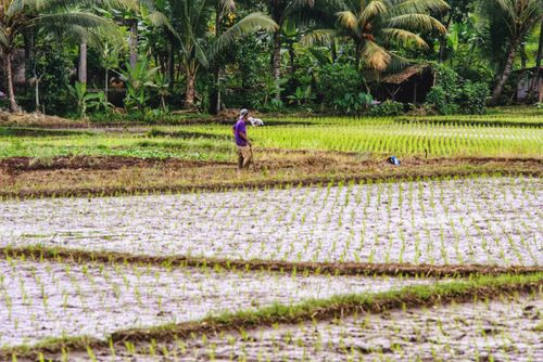 Free Lush green rice fields with a farmer in West Java, Indonesia. Stock Photo