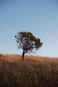 A lone tree stands on a grassy hill under clear blue skies at Mount Osmond, Australia.