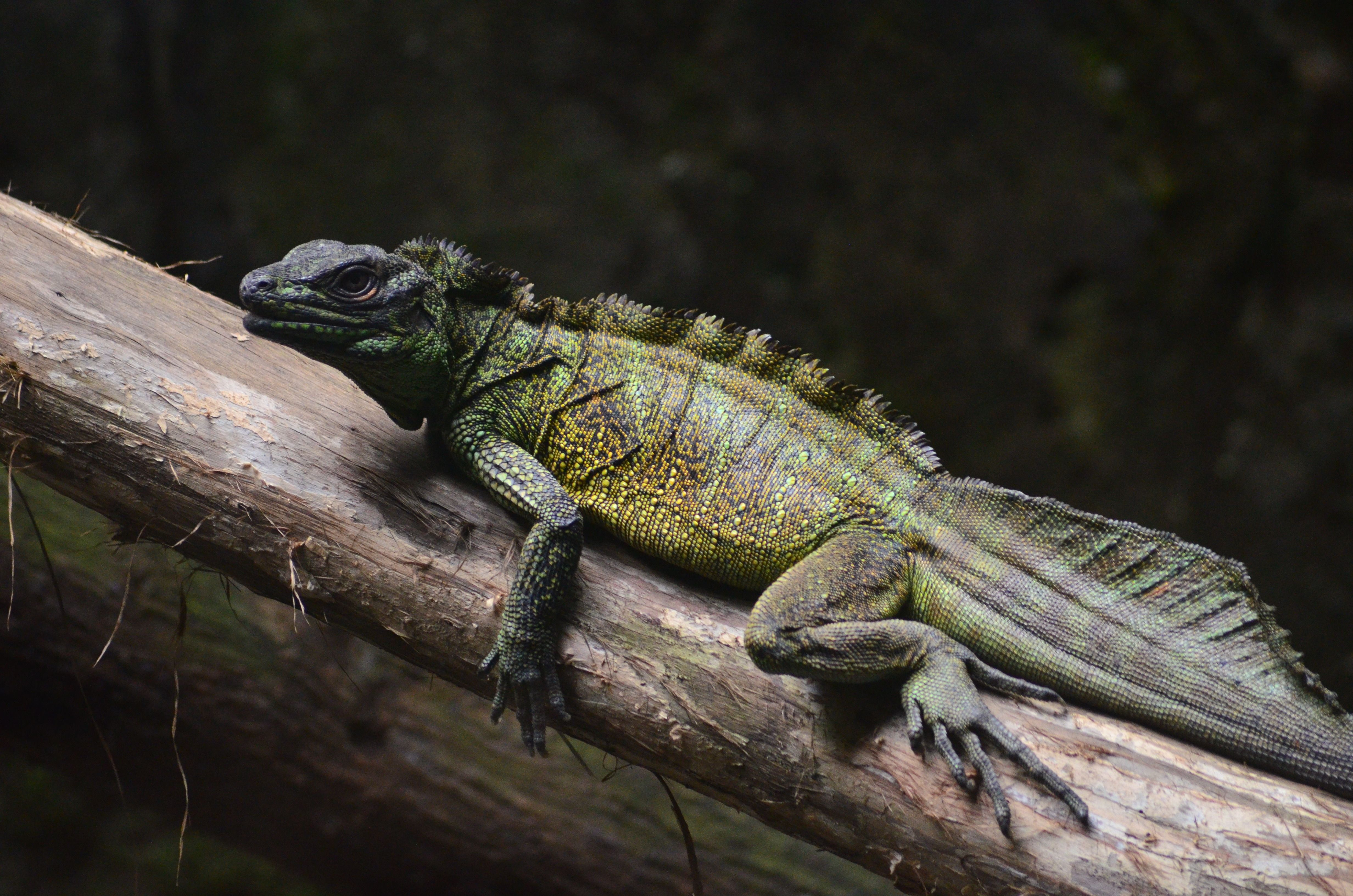 Indonesia’s Natural Wonders: Earthquakes, Volcanoes, and Rich Biodiversity