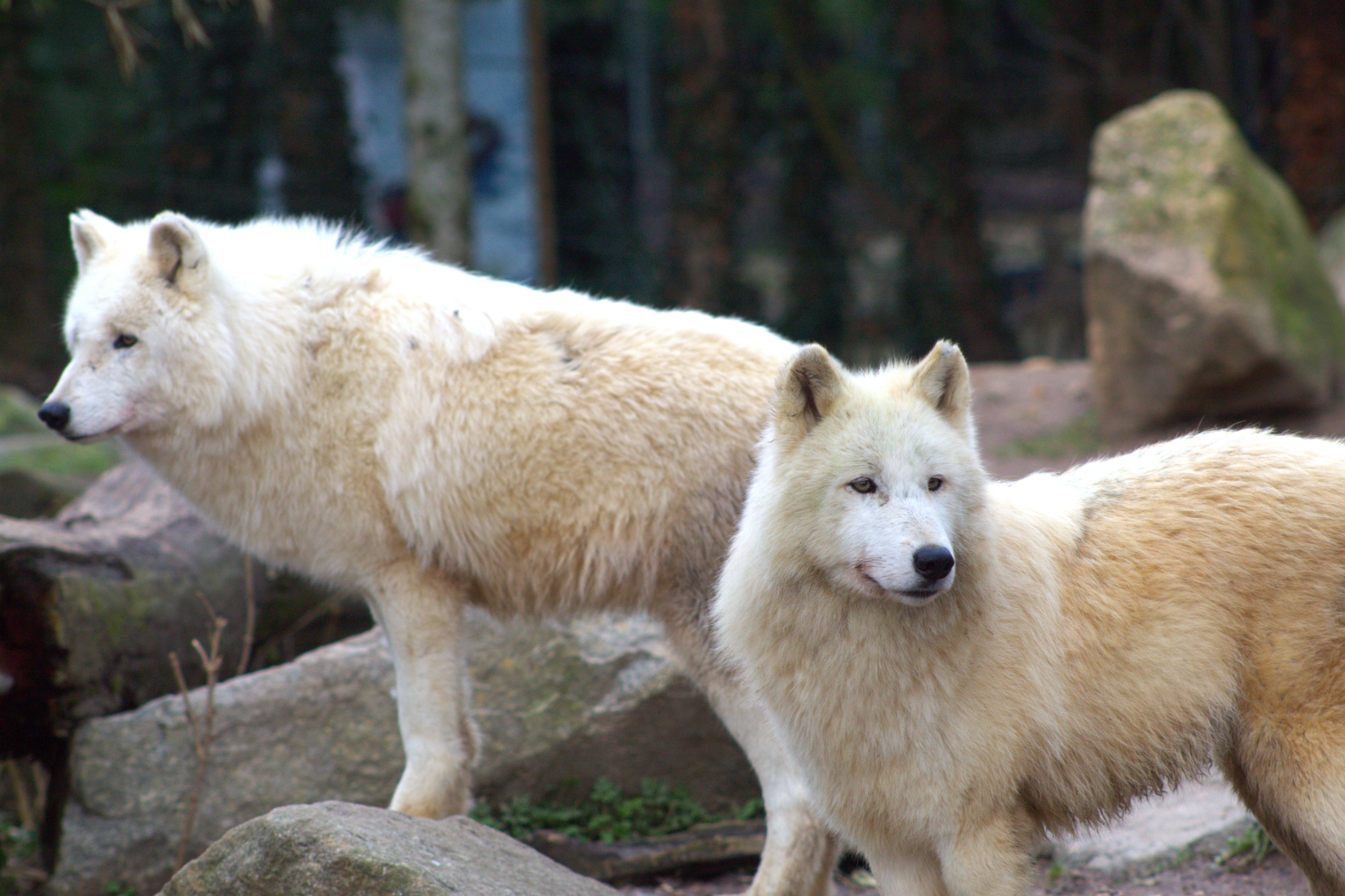 Arctic Wolves in Natural Habitat Outdoors · Free Stock Photo