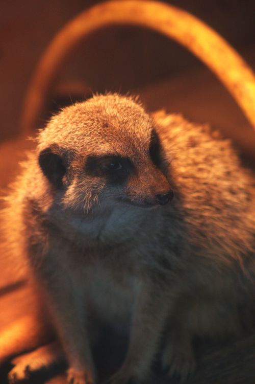 Free A captivating close-up of a meerkat, illuminated by warm lighting, showcasing its inquisitive expression. Stock Photo