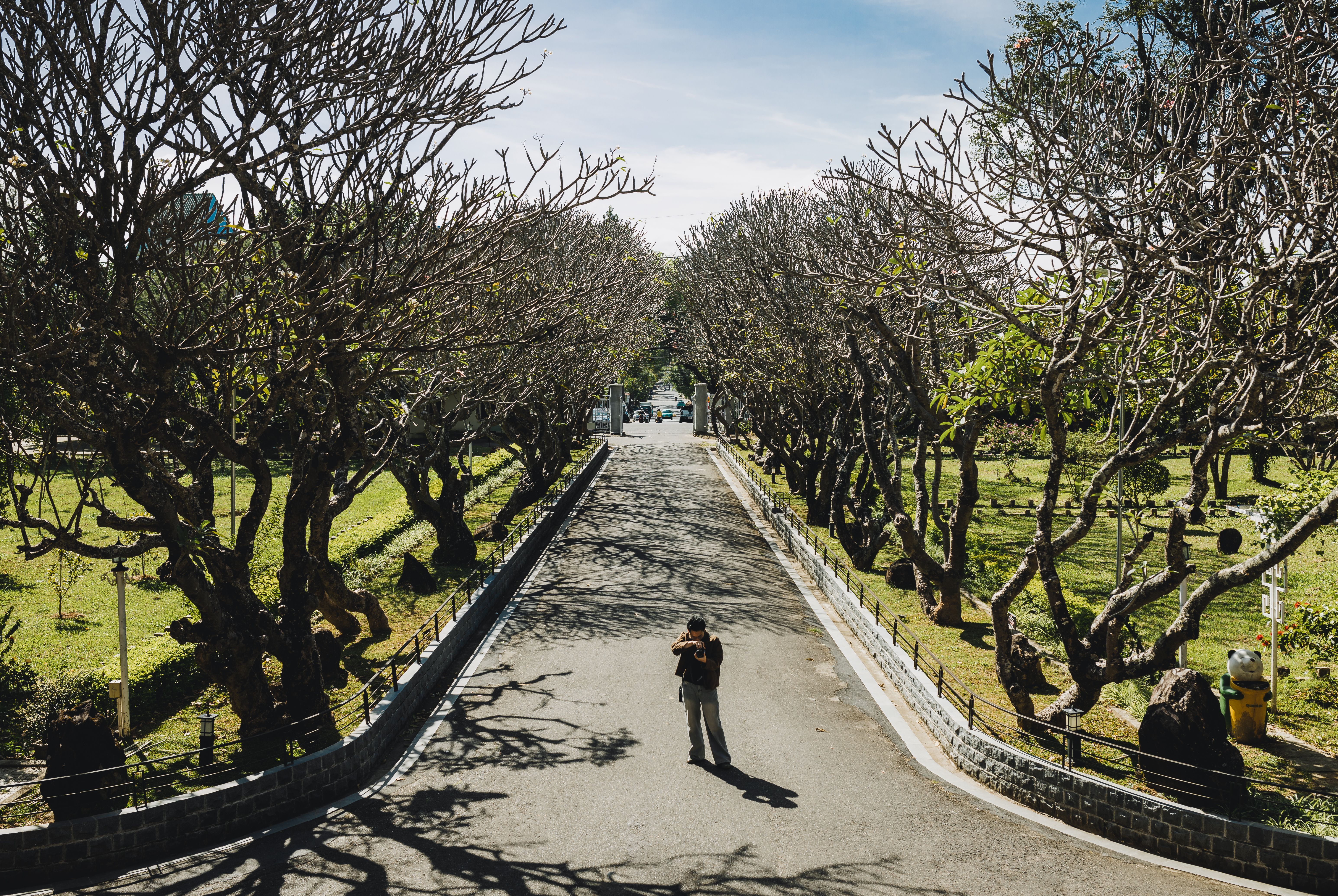 A photographer captures the beauty of a tree-lined avenue in Kon Tum, Vietnam.