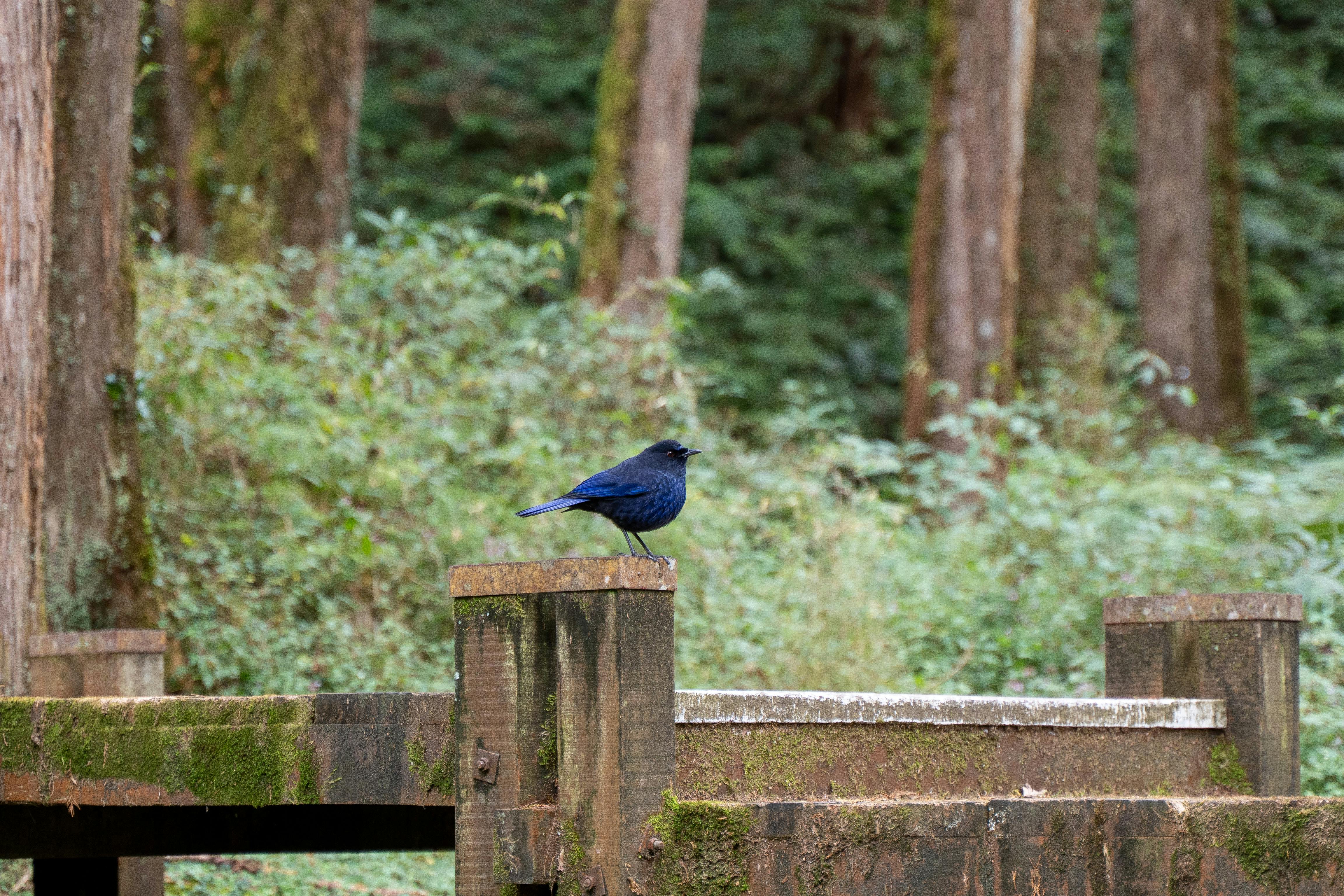 A vibrant blue bird perched on a mossy wooden bridge in a serene forest setting.