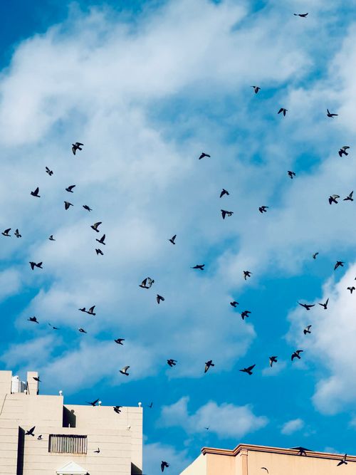 Free God's Creatures Stock Photo