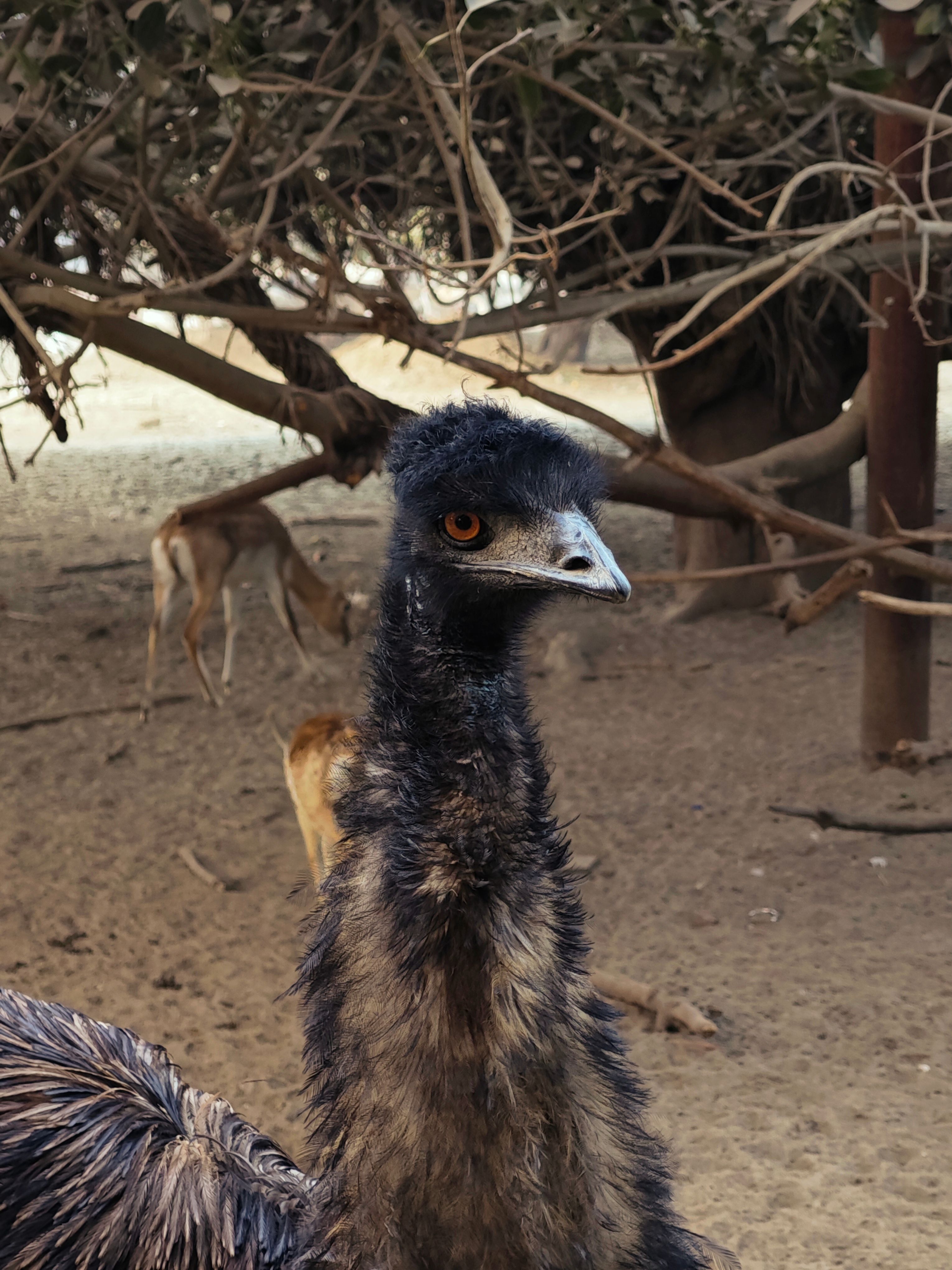 Close-up of an Emu in a Natural Habitat · Free Stock Photo