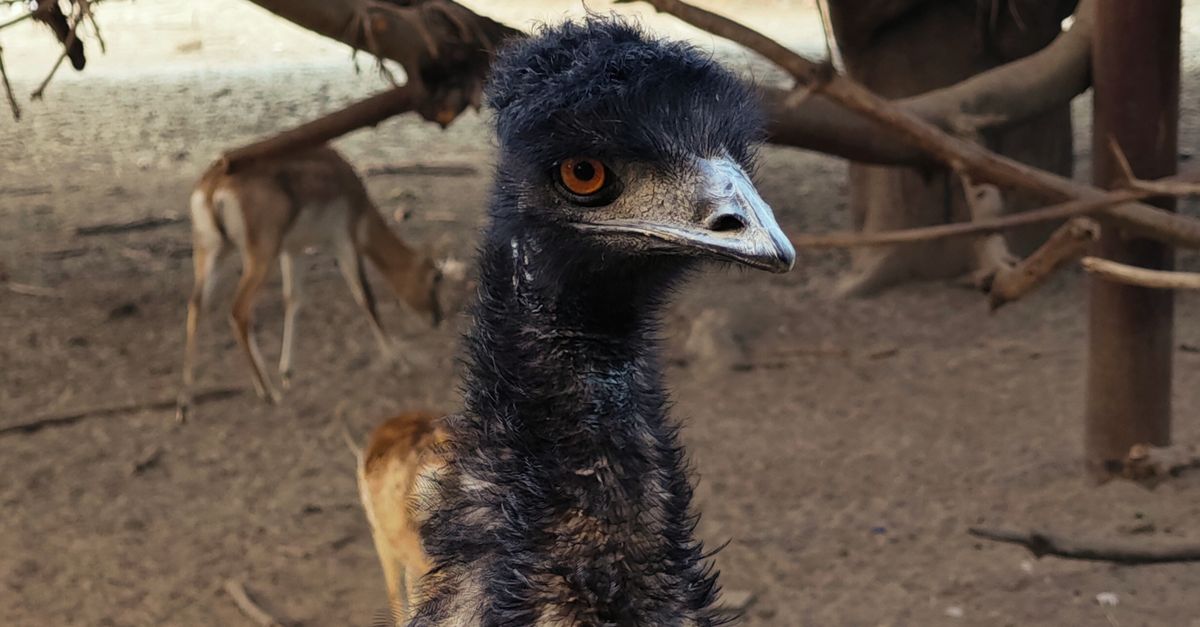 Emu W Close-up of an Emu in a Natural Habitat · Free Stock Photo