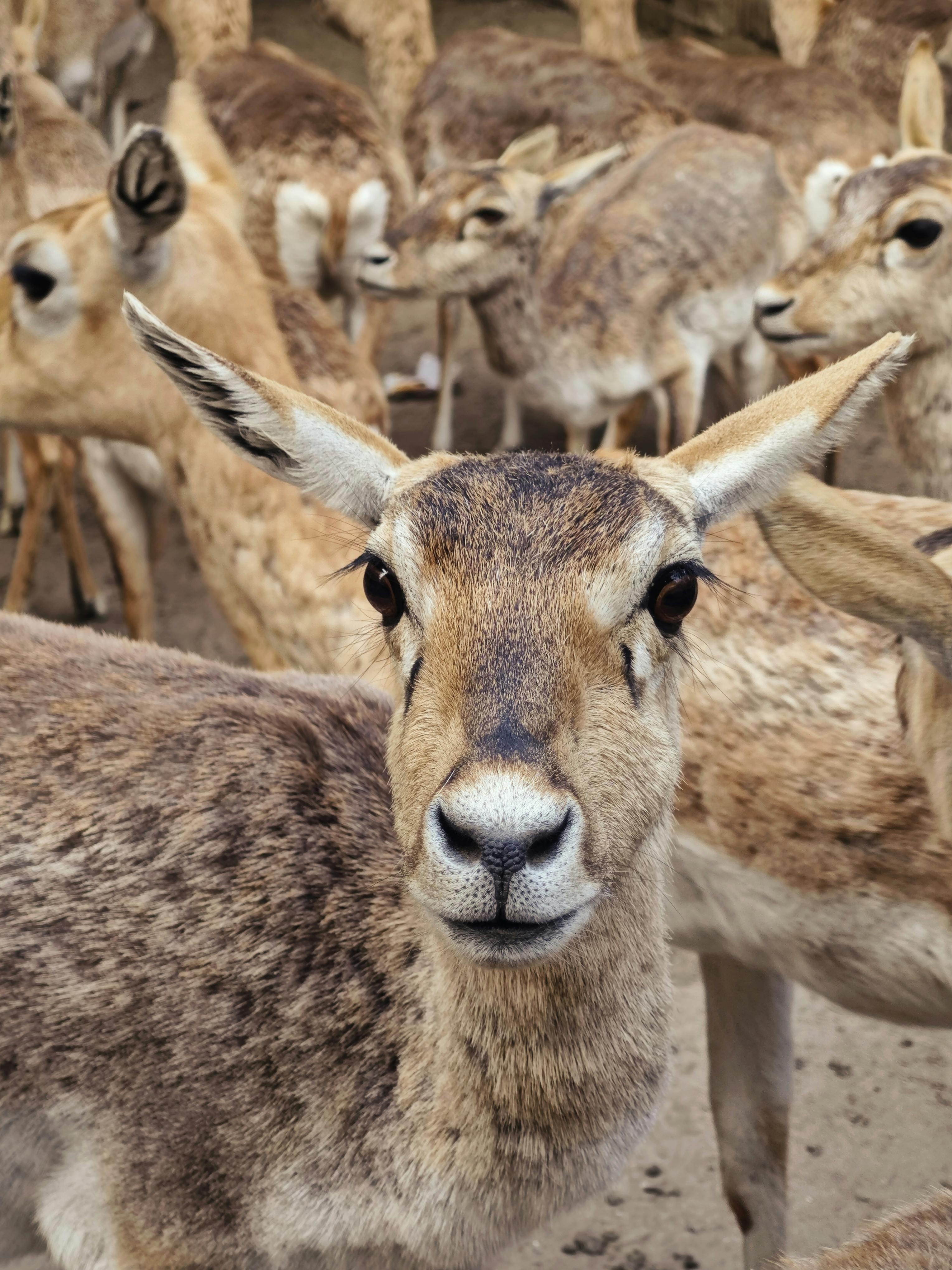 Bear Greg - Forge Of God
