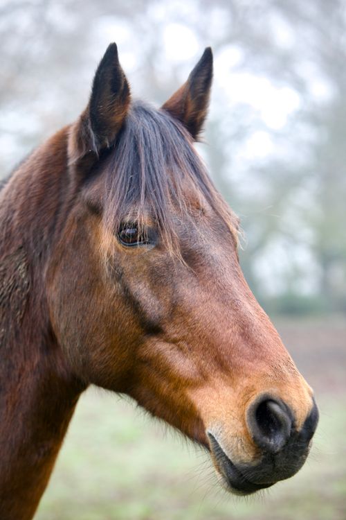 Free Detailed close-up portrait of a brown horse outdoors, showcasing its serene expression. Stock Photo