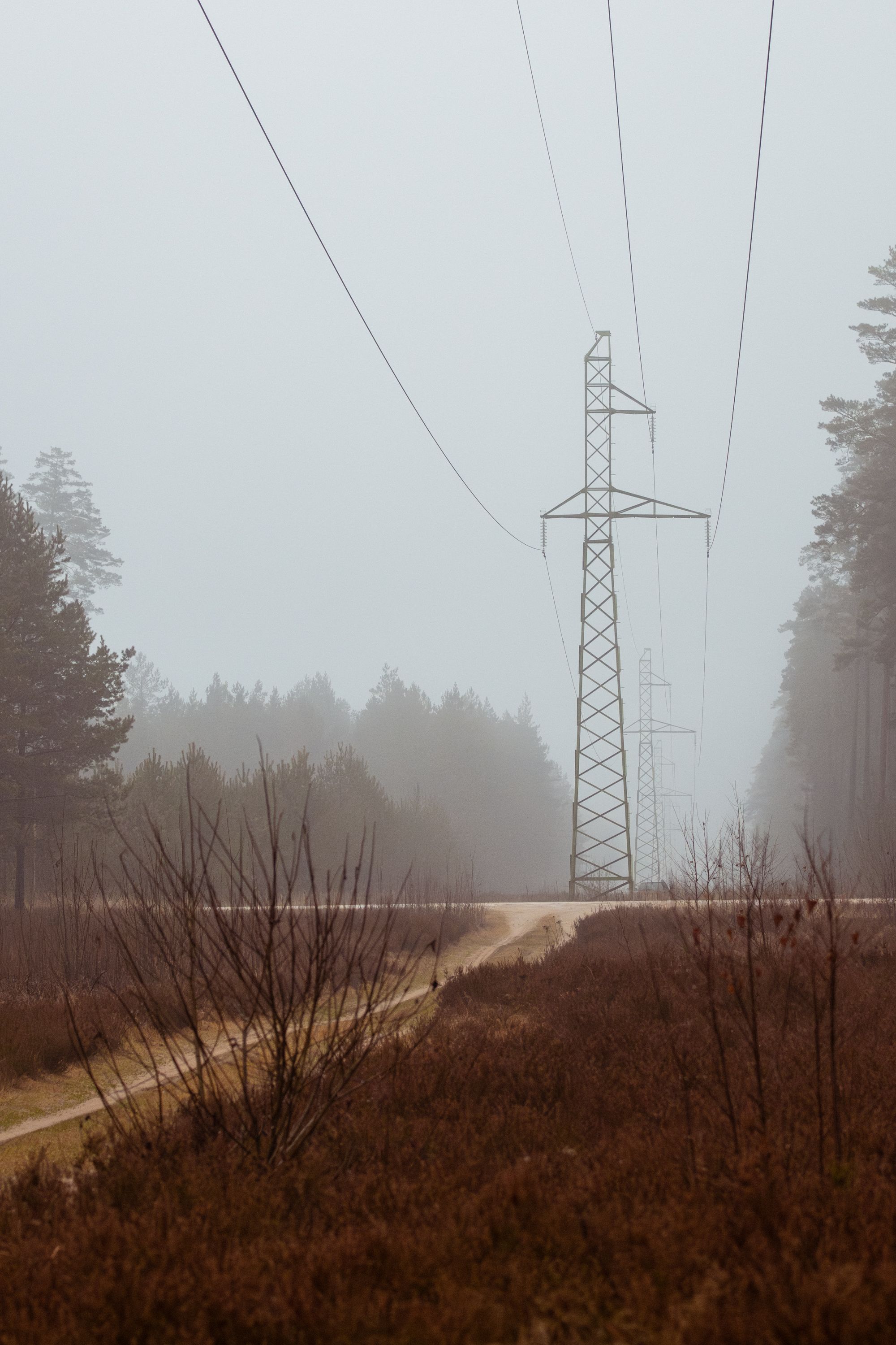 Misty Forest Path with Power Lines in Latvia