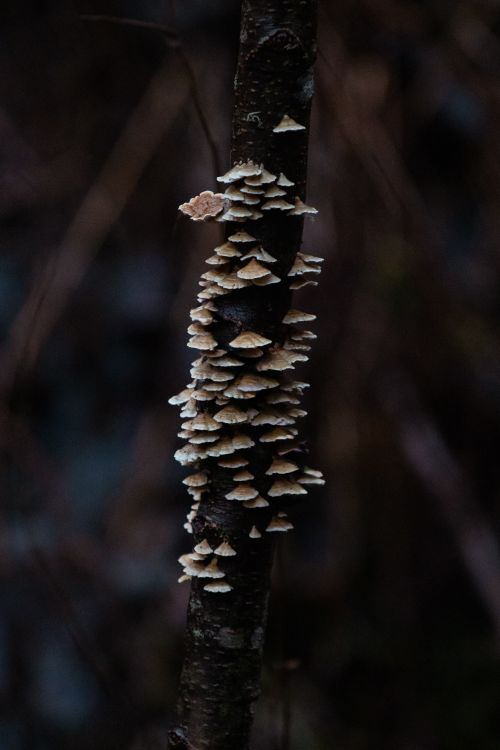Free Cluster of fungi growing on a tree in a misty Latvian forest. Stock Photo