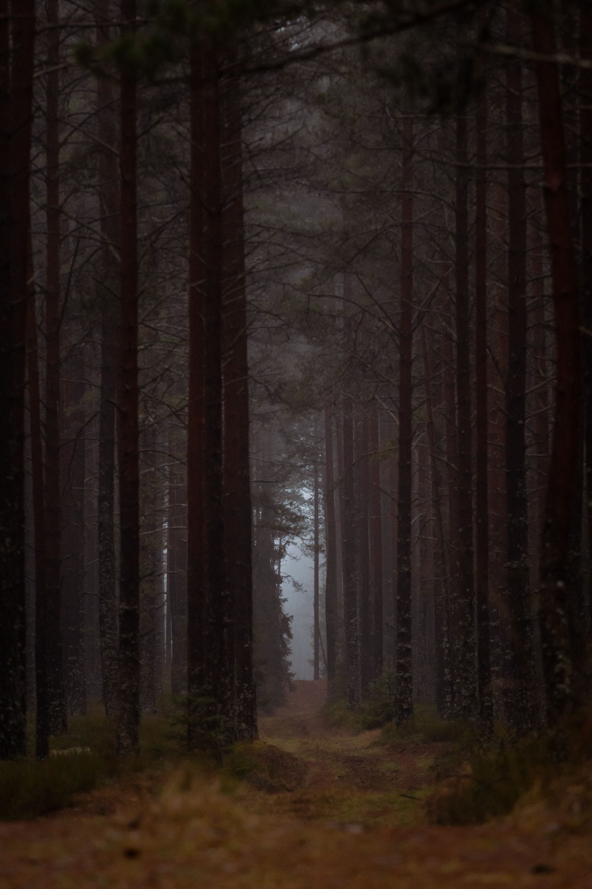 Explore the tranquil and moody beauty of a misty forest path in Latvia's serene autumn landscape.. pexels, explore, tranquil