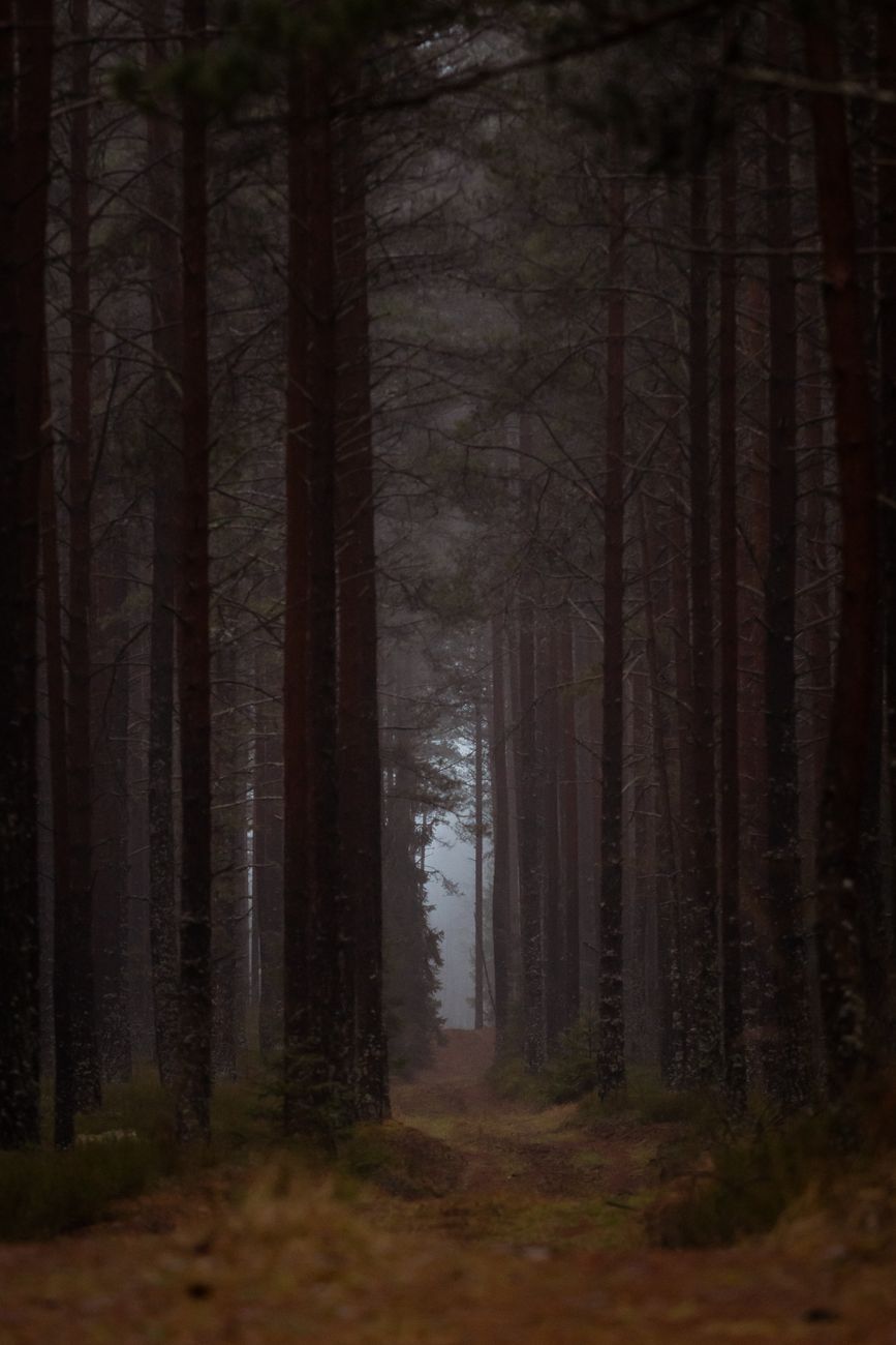 Explore the tranquil and moody beauty of a misty forest path in Latvia's serene autumn landscape.. pexels, explore, tranquil