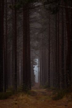 Explore the tranquil and moody beauty of a misty forest path in Latvia's serene autumn landscape.