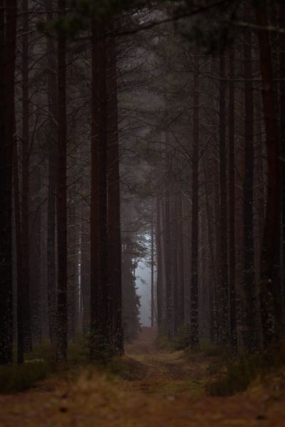 Mist between tall pines, photo by Krista Glizdeniece on Pexels