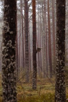A tranquil misty forest in Latvia with a rustic birdhouse, perfect for nature lovers.