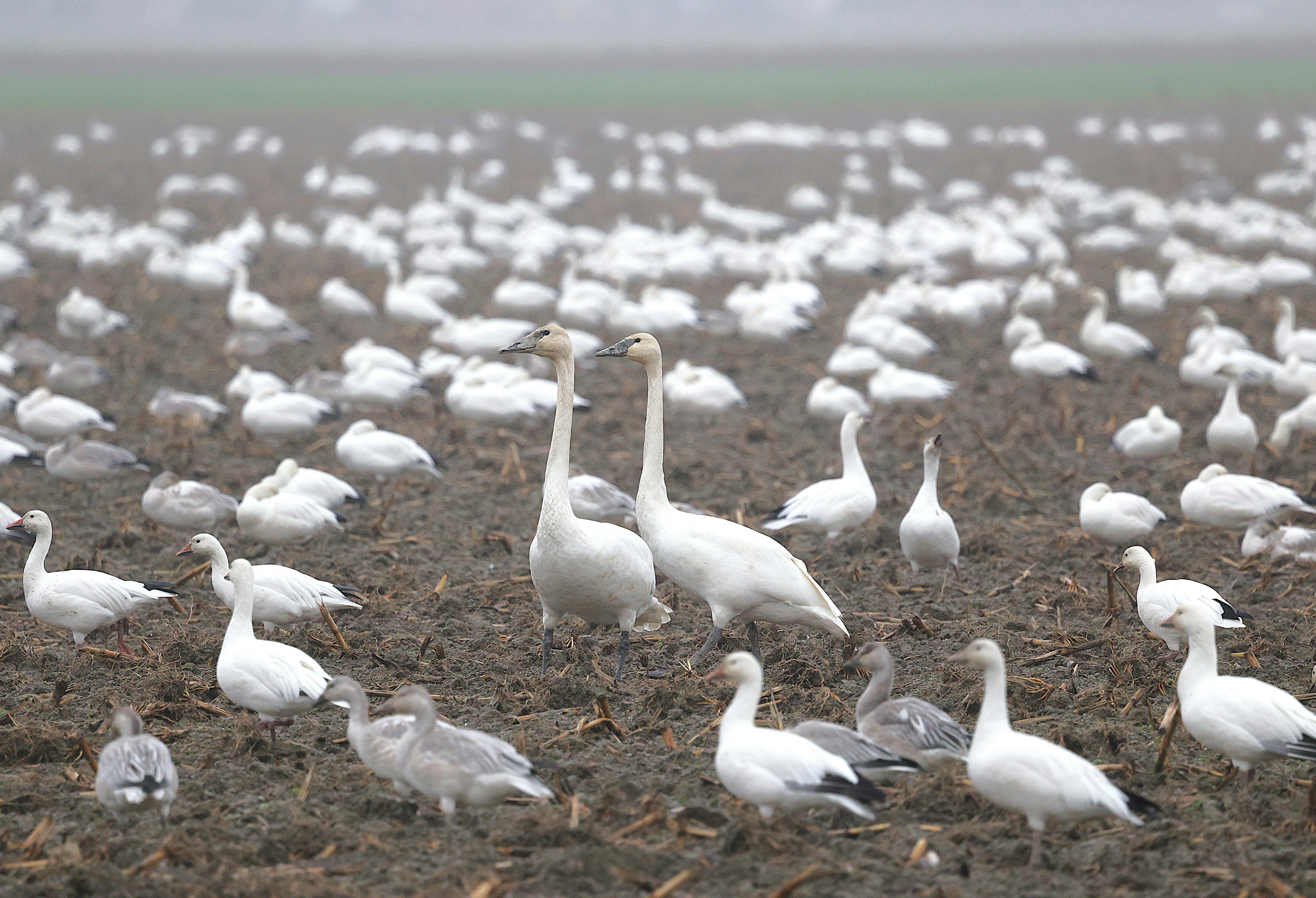 Understanding Bird Migration Journeys and Seasonal Changes