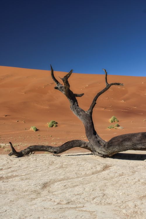 Free Stunning view of a dead tree against sand dunes in Sossusvlei, Namibia. Stock Photo