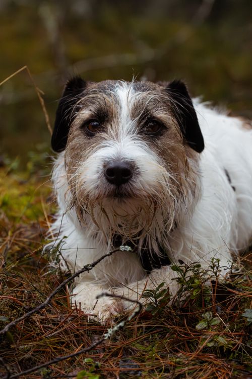 Free A Jack Russell terrier enjoying a peaceful moment in the lush forests of Latvia. Stock Photo