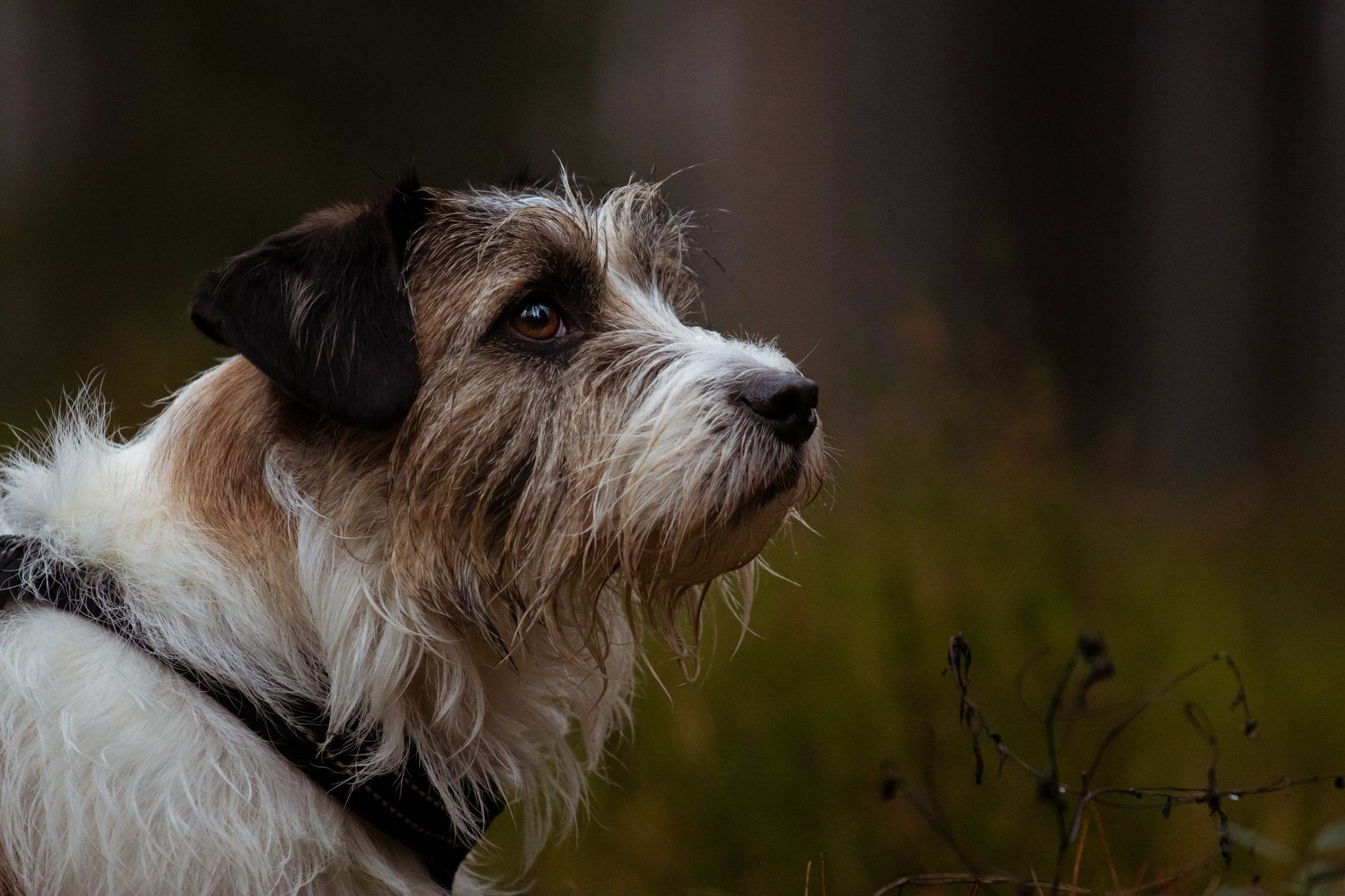 Veterinary care for a dog