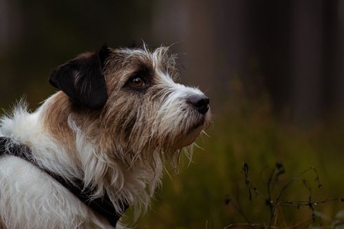 Free A Jack Russell Terrier with a rugged coat exploring a lush Latvian forest. Stock Photo