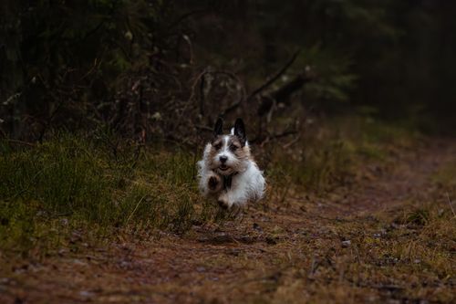 Free Energetic Jack Russell Terrier running along a forest path in Latvia. Perfect for nature and pet enthusiasts. Stock Photo