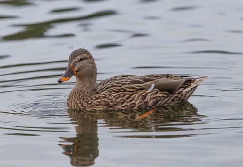 Free A beautiful mallard duck swimming gracefully in calm waters with ripples. Stock Photo